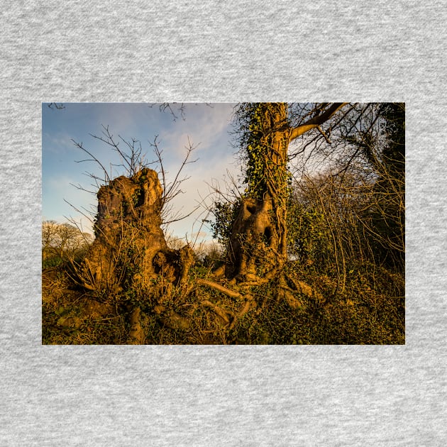 Crooked Forest - 2011 by SimplyMrHill